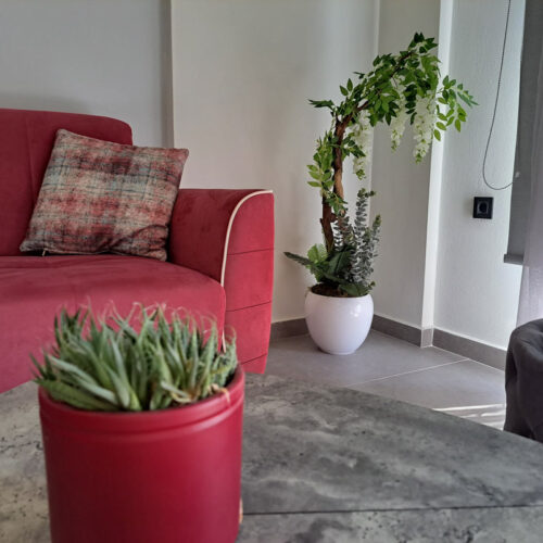 Thyme | Napier’s Residence